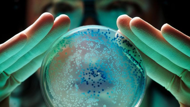 Cancer du rein, la greffe de microbiote améliore la réponse à l&rsquo;immunothérapie