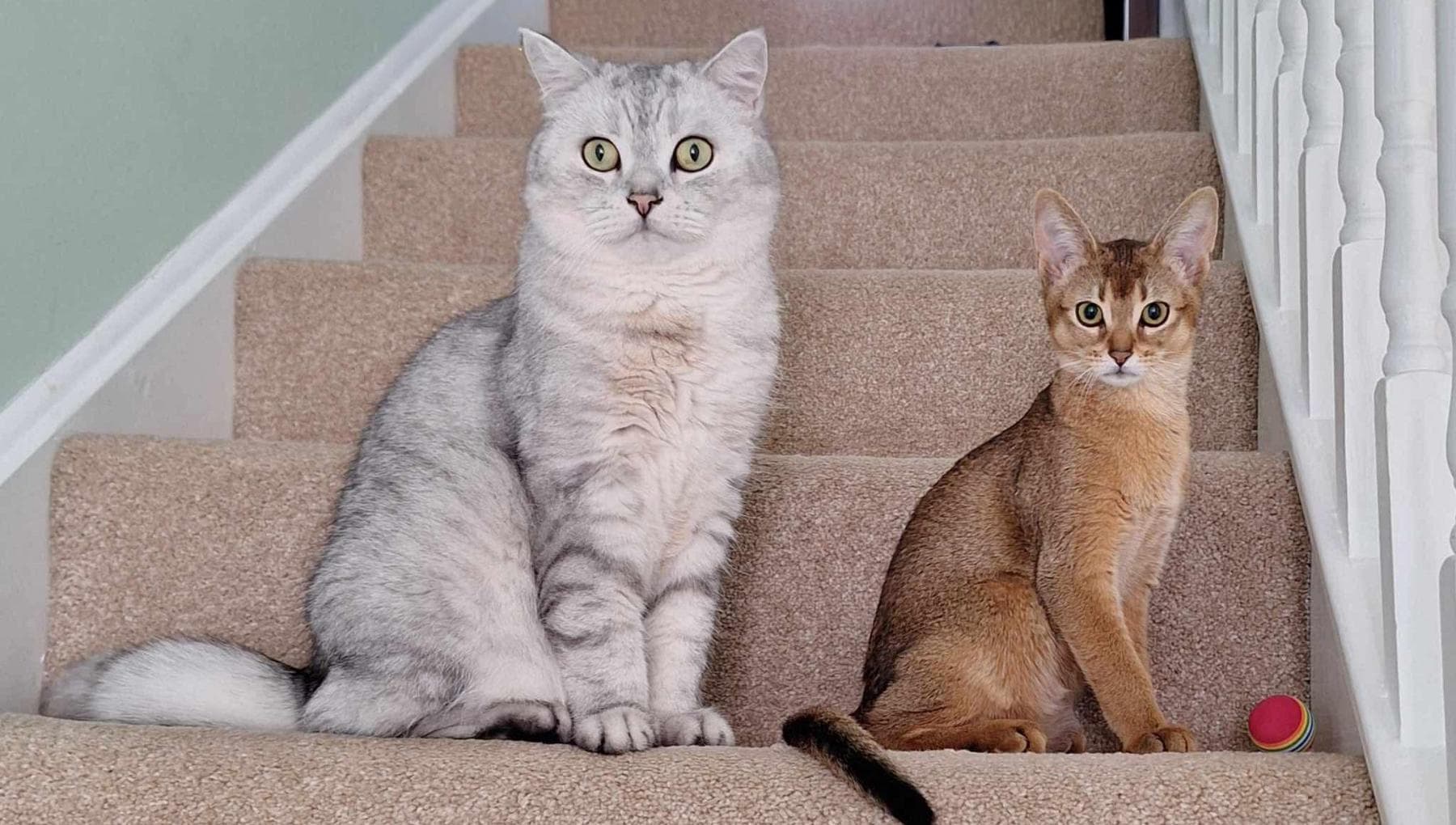 Tumeurs chez le chat, la carte génétique qui aide aussi en oncologie humaine