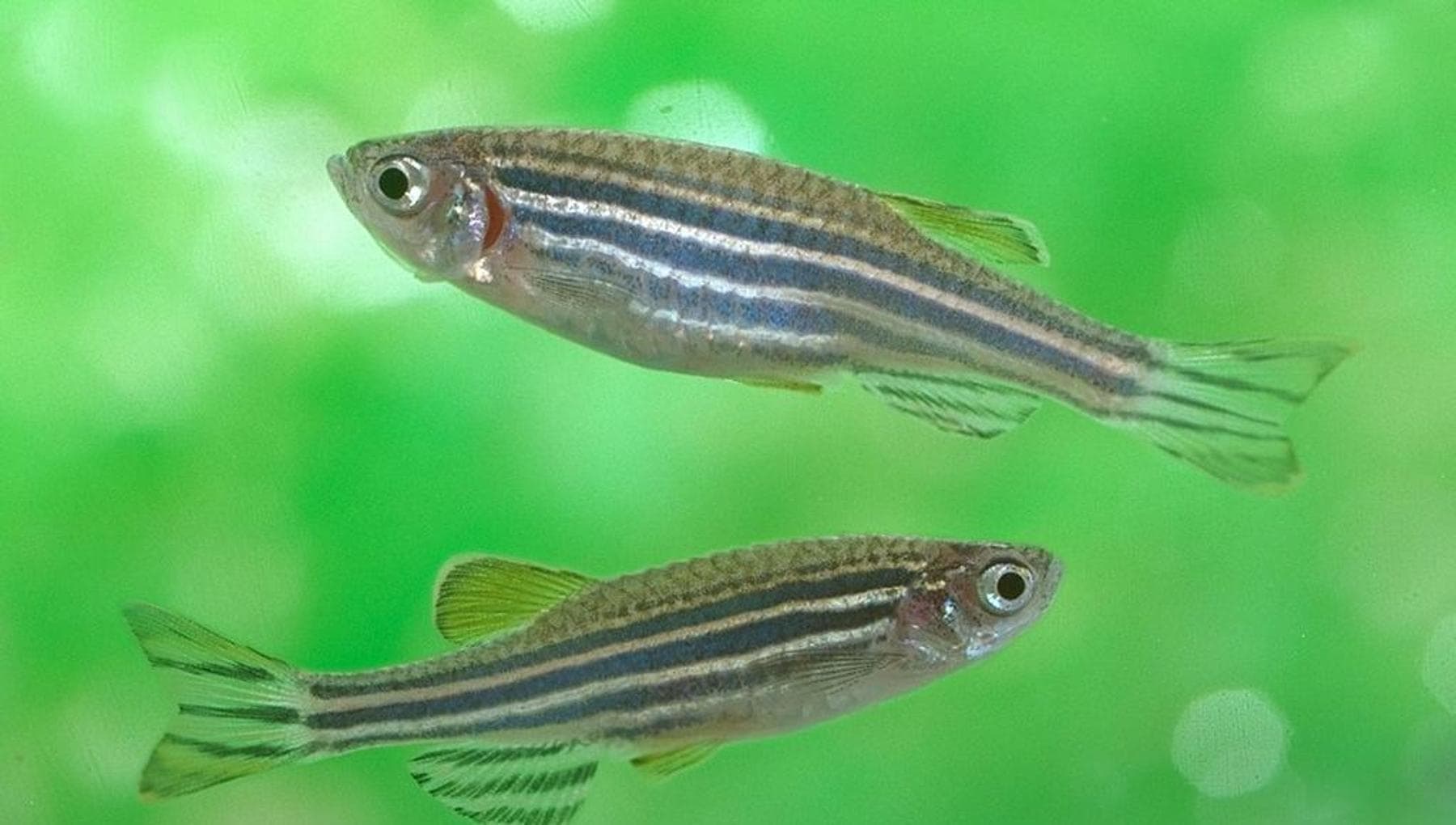 Intestin, cerveau et cœur, du poisson zèbre le moyen de se défendre contre l'insuffisance cardiaque et l'hypertension