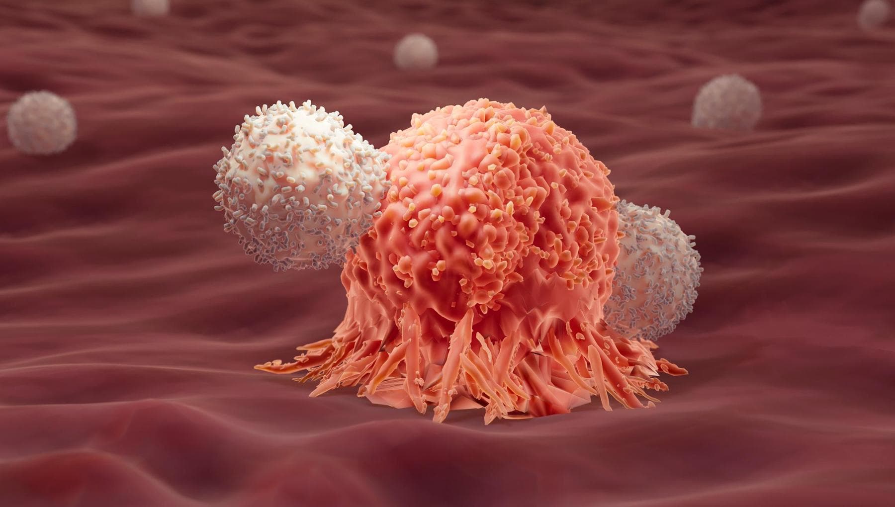 Tumeur contre système immunitaire : le combat visible en temps réel