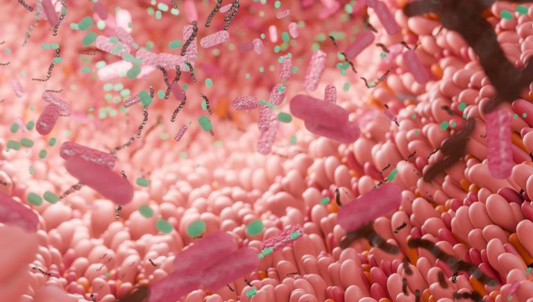 Fertilité, le microbiote intestinal joue un rôle fondamental


