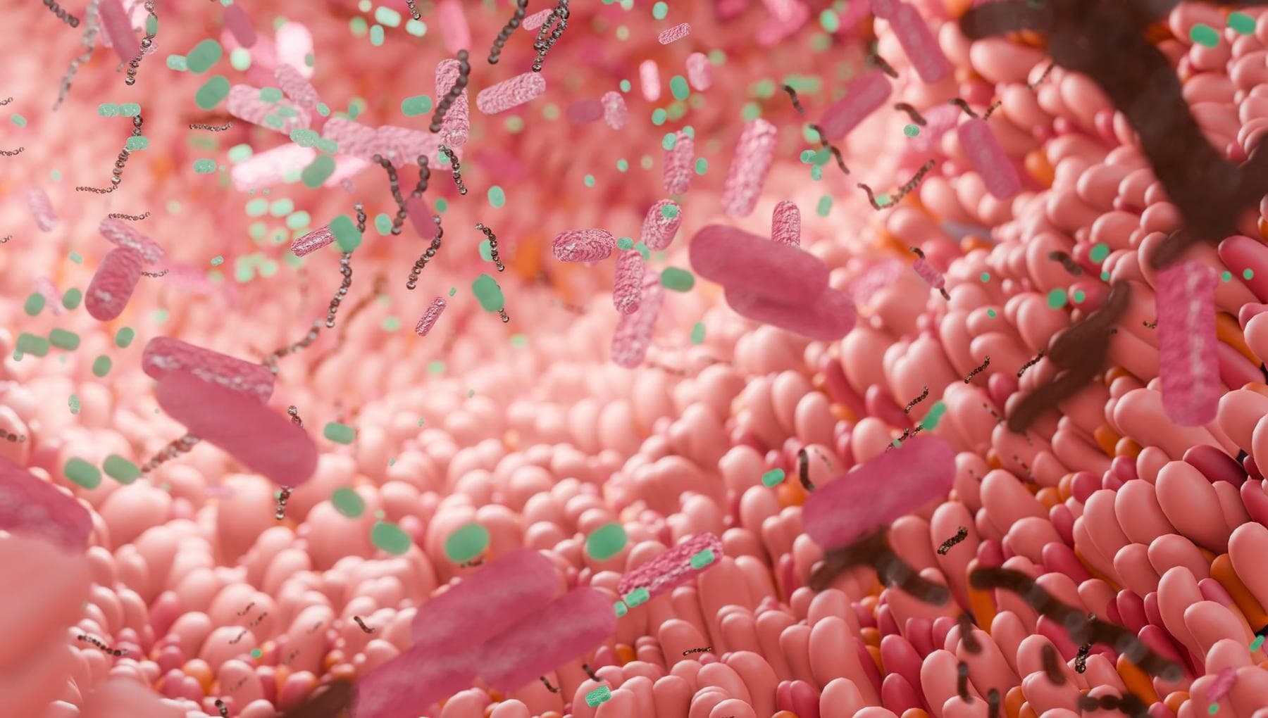 Fertilité, le microbiote intestinal joue un rôle fondamental