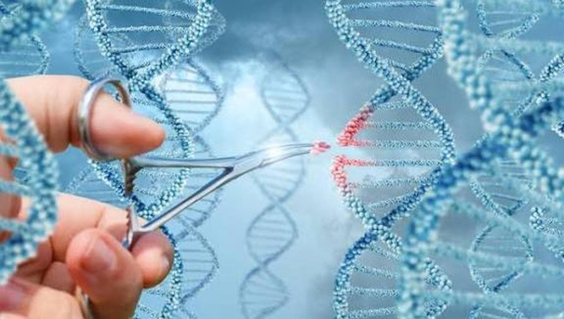Succès de la thérapie génique aussi pour le cœur : réparation de certaines cardiomyopathies « inscrites » dans l'ADN