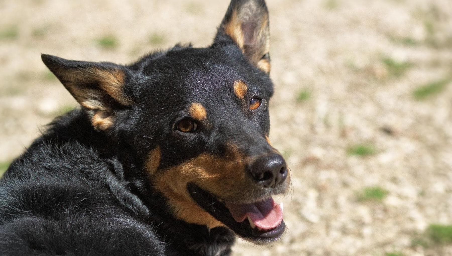 Quand un chien brise les barreaux invisibles : le laboratoire en prison avec Dame, Pline et Musetta