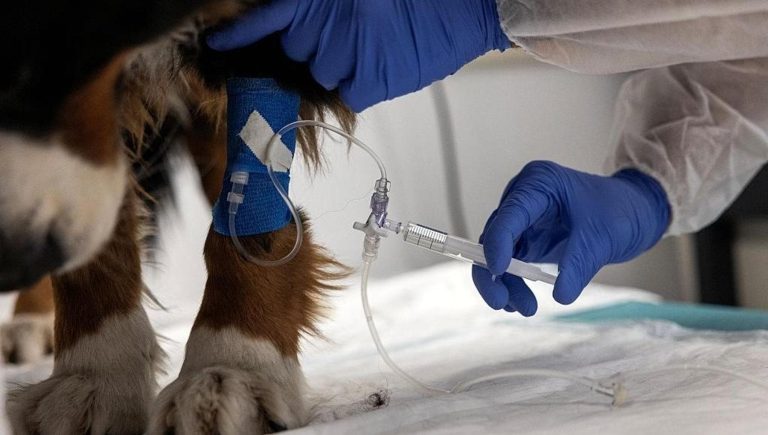 Cancer chez le chien et le chat, plus une phrase : il existe des thérapies mais faites attention à cinq signes


