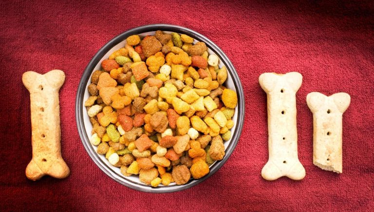 Chiens et chats, parmi les aliments du futur il y a des croquettes expérimentales avec des protéines non animales


